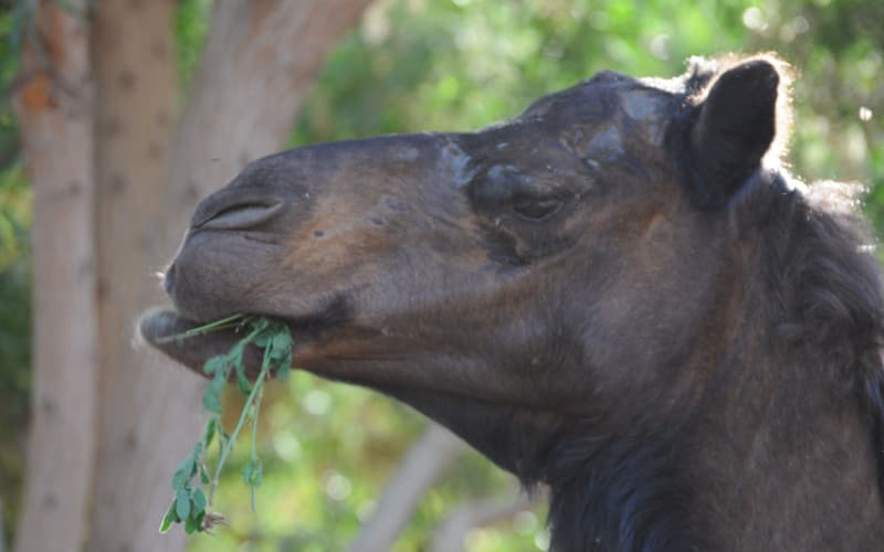 Dromedary camels in the desert