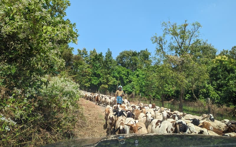Herd of goats